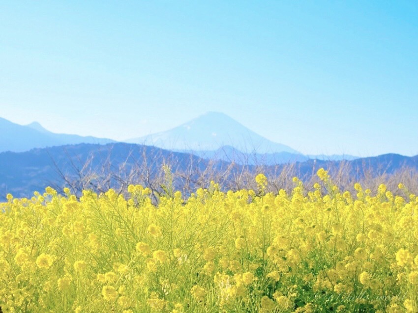 Mt. Fuji and canola flowers seen from Azumayama Park