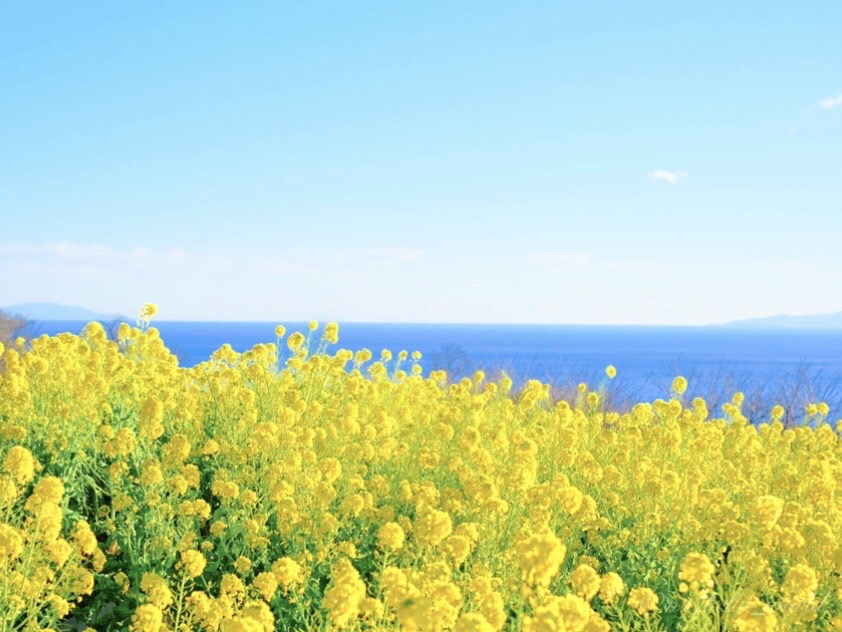 The sea and canola flowers at Azumayama Park