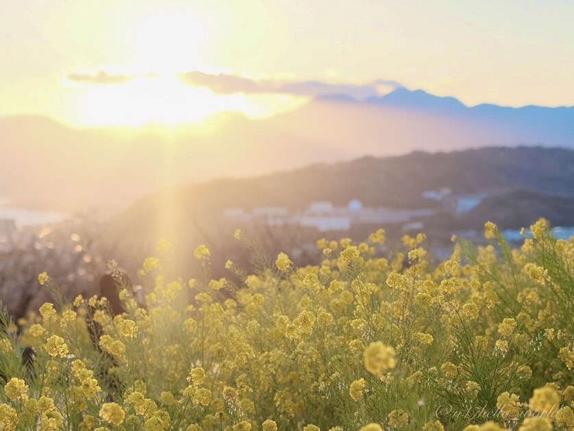 Sunset and canola flowers at Azumayama Park