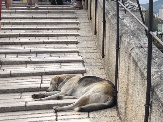 A stray dog sleeping on the Stari Most bridge