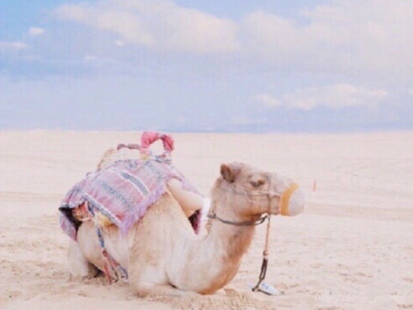 Enjoying camel rides and evening shows on a desert safari at dusk