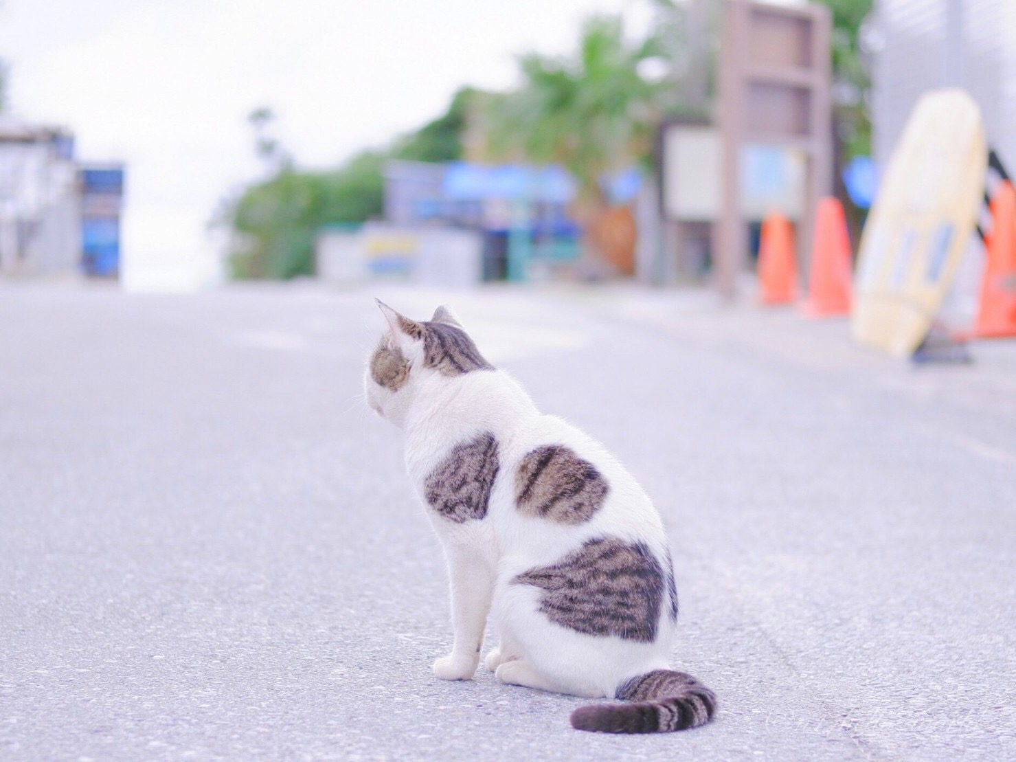 阿波連ビーチの道端でのんびりする猫