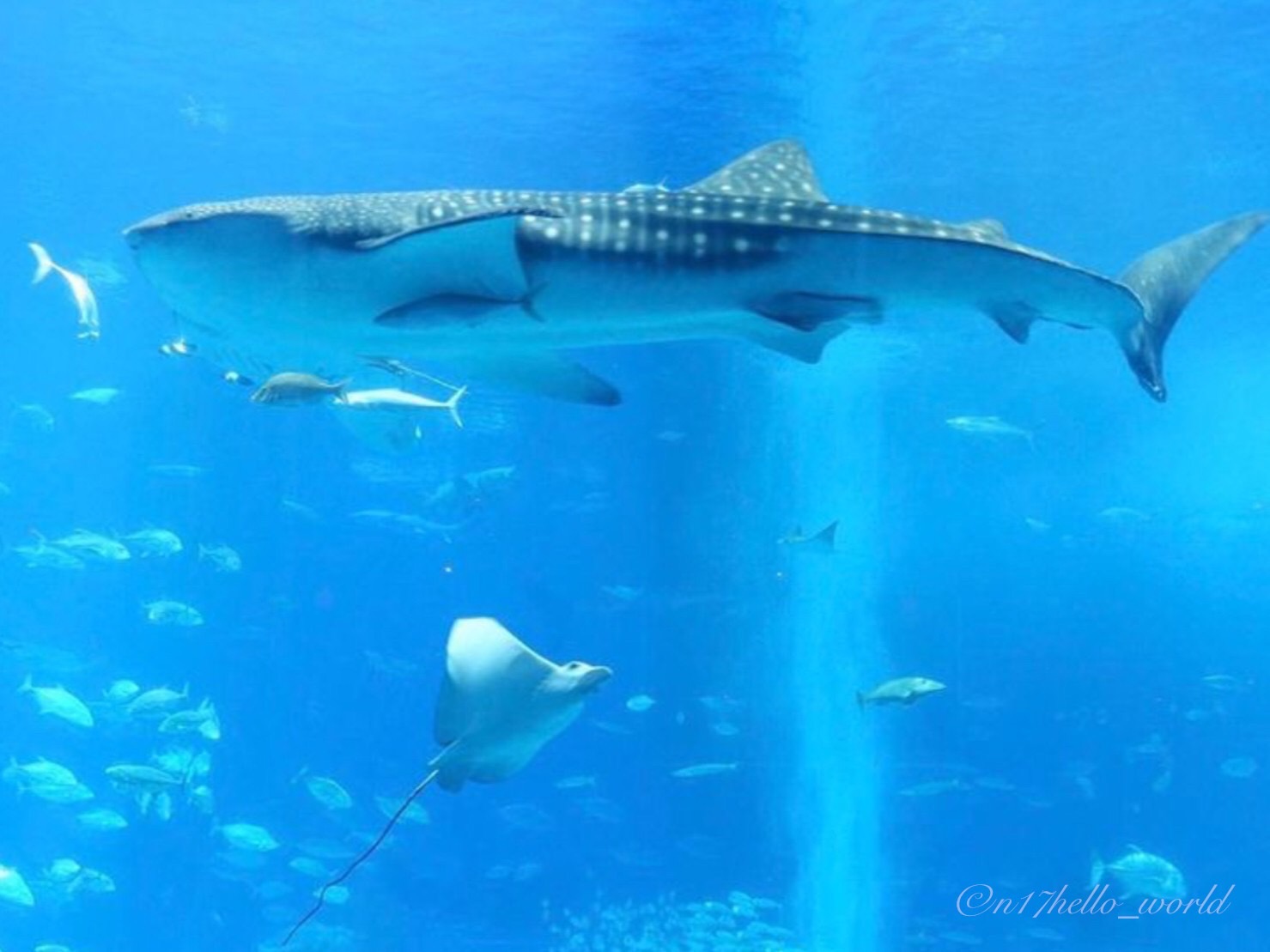 可愛いお魚たちが泳ぐ美ら海水族館の水槽