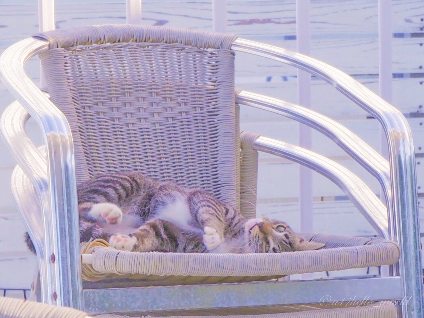 海辺のテラスでのリモートワークと気持ちよさそうな猫
